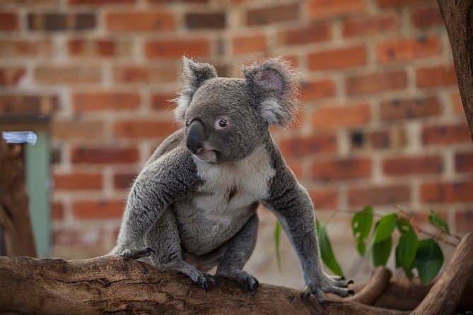 Blue Mountains Deluxe Small-Group Eco Wildlife Tour from Sydney