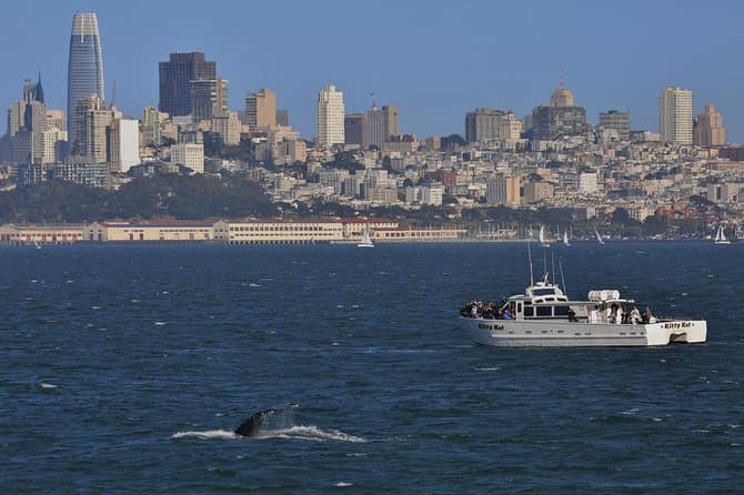 Golden Gate Whale Watch