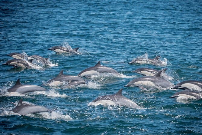 Los Angeles Whale and Dolphin Watching Cruise from West Harbor