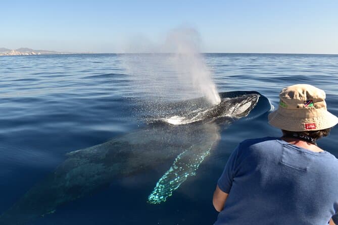 Whale Watching Cabo Female crew, sightings Guaranteed, Photos