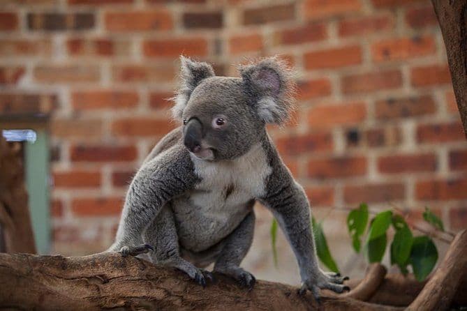 Blue Mountains Deluxe Small-Group Eco Wildlife Tour from Sydney