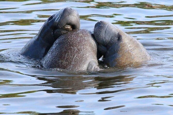 New Smyrna Mangrove Paddle & Mimosa Tour